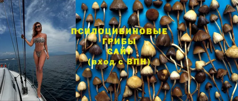 наркотики  мориарти какой сайт  Псилоцибиновые грибы Cubensis  Белебей 